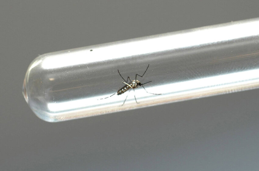  Paraná registra 503 novos casos de dengue e dois óbitos