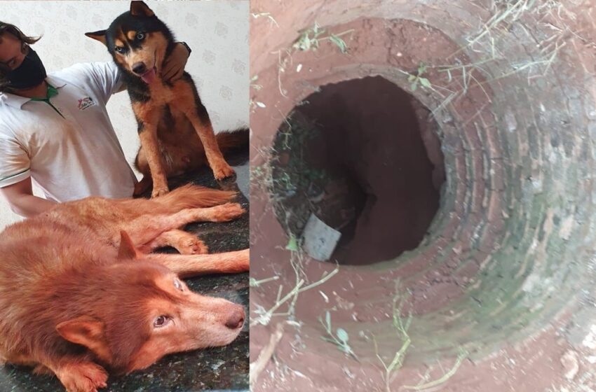  Cães desaparecidos foram encontrados dentro de poço em Borrazópolis