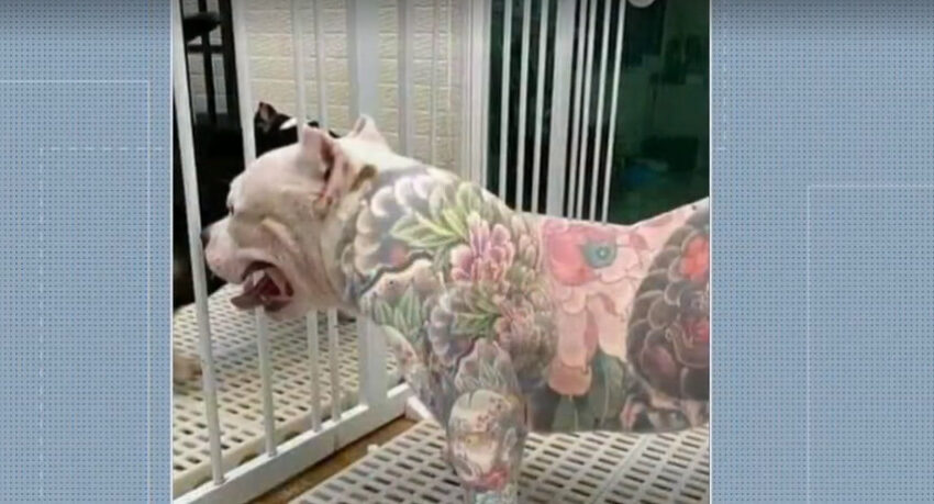  Projeto de lei proíbe tatuagens e piercings em animais de estimação