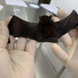  Vigilância Sanitária de Marilândia do Sul faz alerta sobre vírus da raiva em morcegos