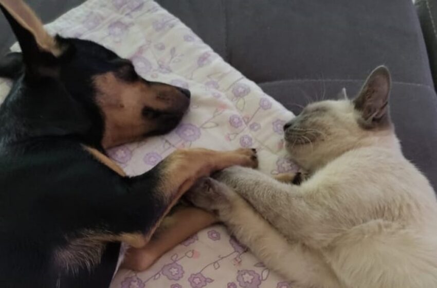  Região: Cão e gato adotados viram melhores amigos e dormem de ‘mãos dadas’