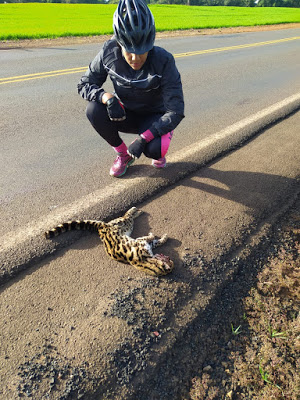  Vereadora encontra filhote de Jaguatirica atropelado na rodovia entre São João do Ivaí e Lunardelli