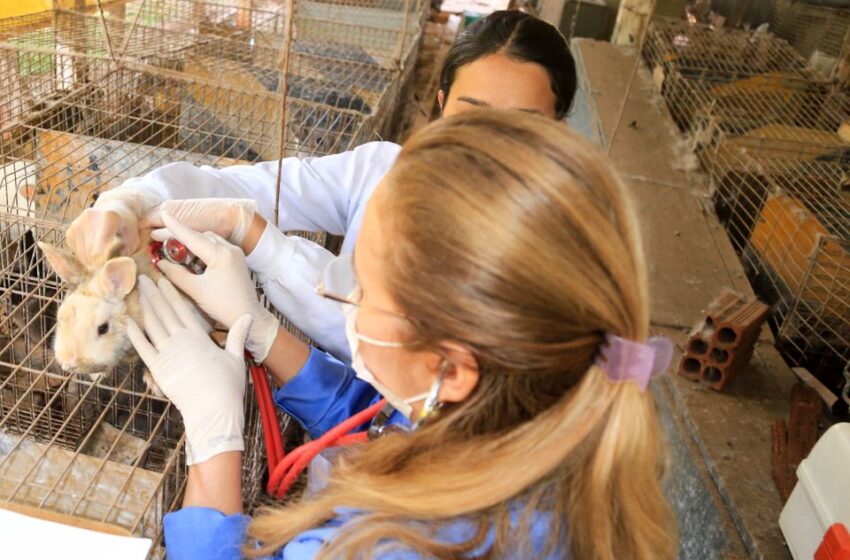  Bem Estar Animal apreende 276 coelhos em situação de maus tratos em Maringá