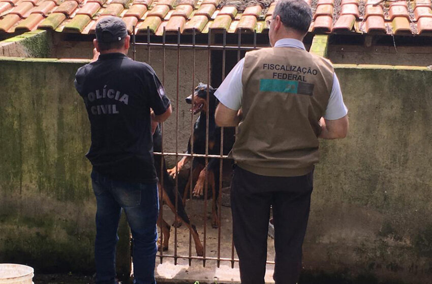  Paraná registra aumento de denúncias de maus-tratos contra animais domésticos em 2021