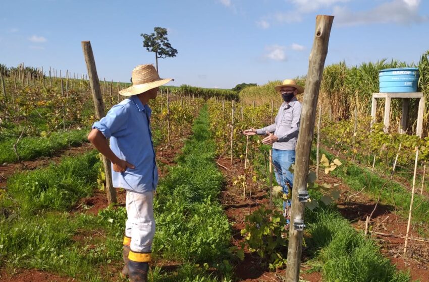  Departamento de Agricultura e Sebrae fazem parceria para qualificar e incentivar produtores rurais de Ivaiporã