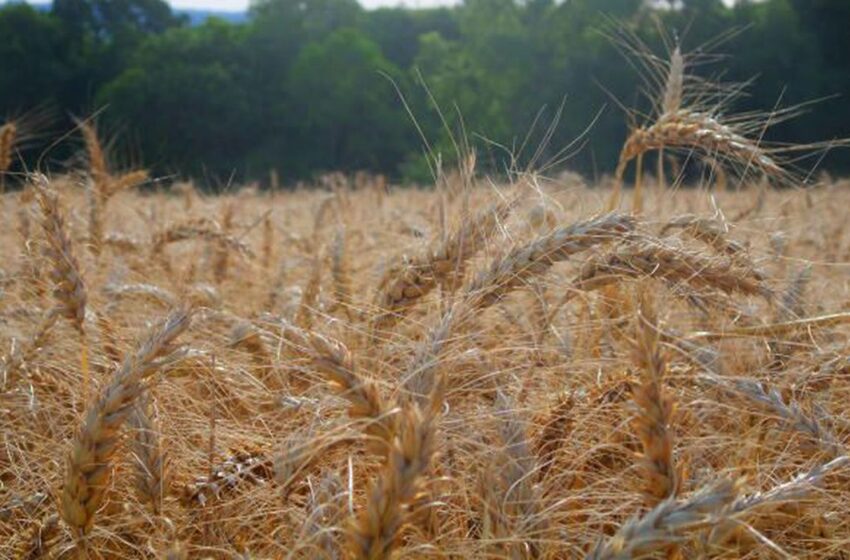  Produtores iniciam plantio do trigo com ótima expectativa para a safra