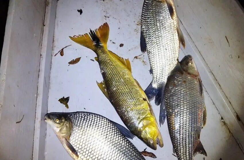  REGIÃO – Pescadores flagrados no Rio Ivaí são multados por pesca ilegal