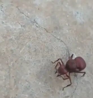  ‘Formigas gigantes’ chamam atenção em Borrazópolis e região