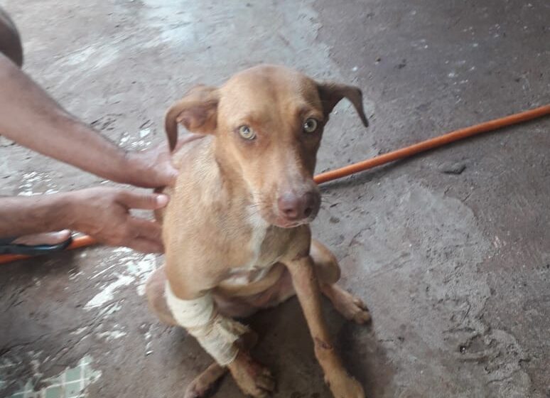  Morador de Borrazópolis pede ajuda em encontrar dono de cachorra machucada