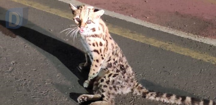  Gato silvestre ameaçado de extinção é resgatado em Arapongas
