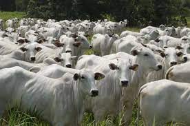  Ladrões furtam 18 cabeças de gado de propriedade rural em Novo Itacolomi