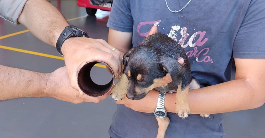  REGIÃO – Bombeiro reanima e salva filhote de cachorro que ficou sem respirar após prender a cabeça em cano