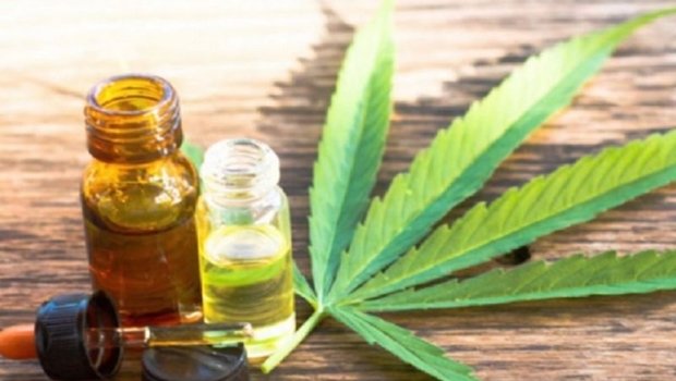  Paraná e outros seis estados têm projeto para flexibilizar acesso de produtos medicinais à base de cannabis pelo SUS