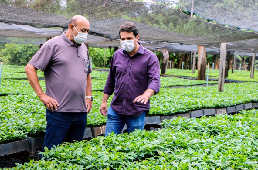  Prefeitura de Apucarana produz 150 mil mudas de café