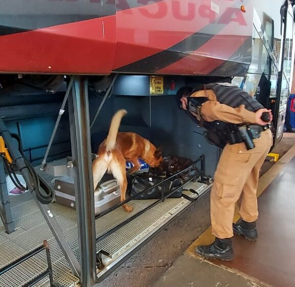  PM de Apucarana realiza abordagem com Cão no terminal rodoviário