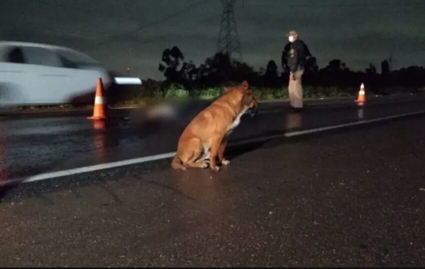  Cão fica ao lado do corpo da dona que morreu atropelada no Paraná