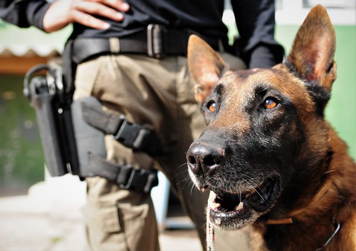  Polícia Civil divulga balanço da participação de cães nas operações