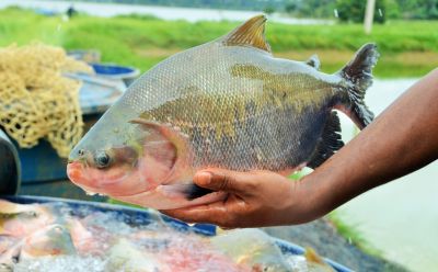  Sindicato Rural de Marilândia do Sul oferece curso de piscicultura para trabalhadores rurais