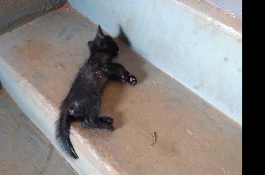  Animais aparecem mortos em Borrazópolis; suspeita de envenenamento