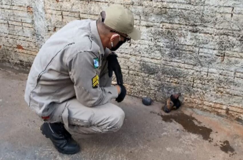  REGIÃO – Cachorro fica preso em muro e é resgatado pelos bombeiros