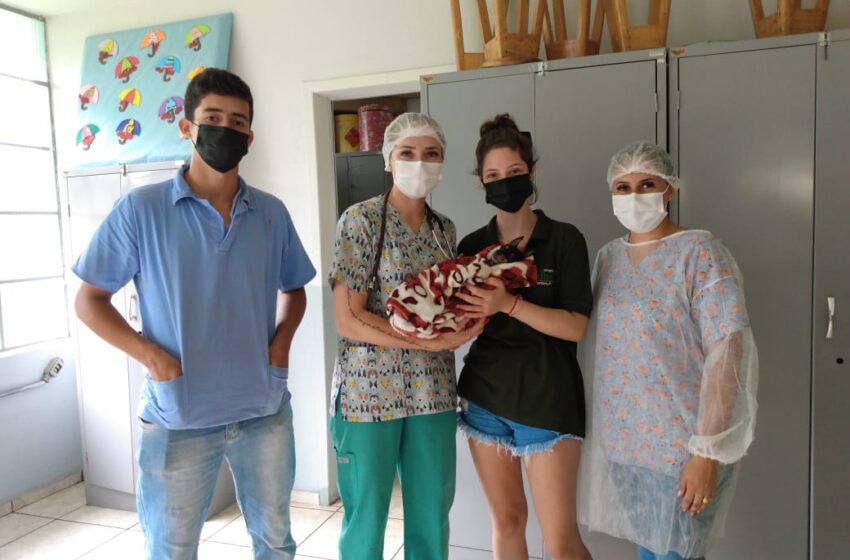  Novo Itacolomi inicia castração de animais