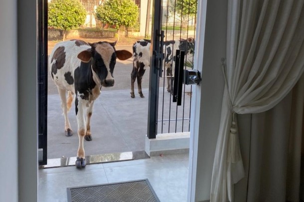  PARANÁ – Vacas e cavalos são flagrados invadindo casas e comércios