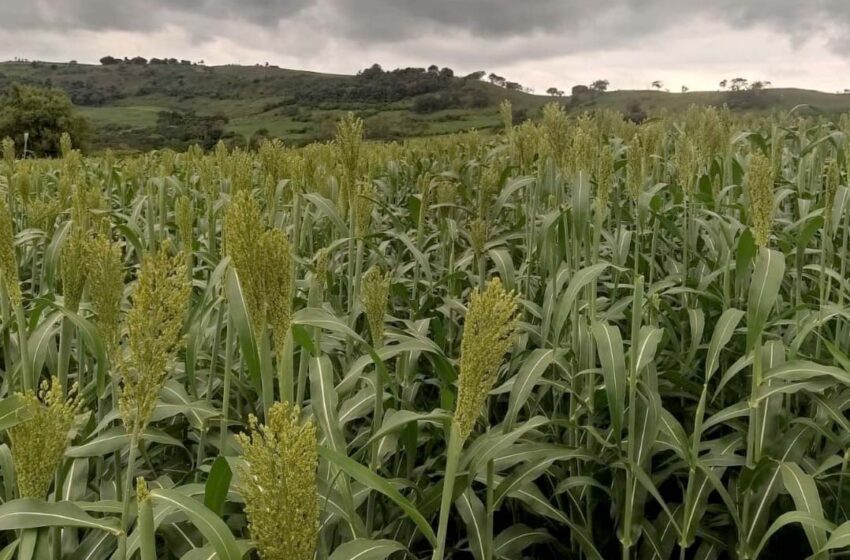  Sorgo vira alternativa para alimentar gado leiteiro no inverno em regiões secas do estado