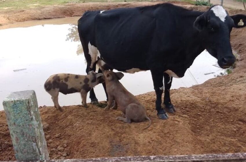  Vaca adota porquinhos como seus filhos em Rio Branco do Ivaí