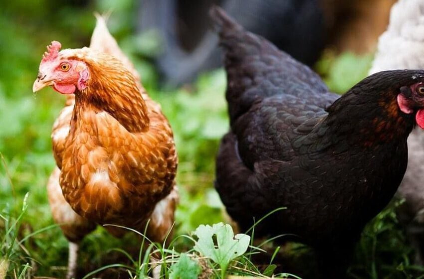  Por conta do barulho de galinhas, mulher denúncia vizinha em Guarapuava