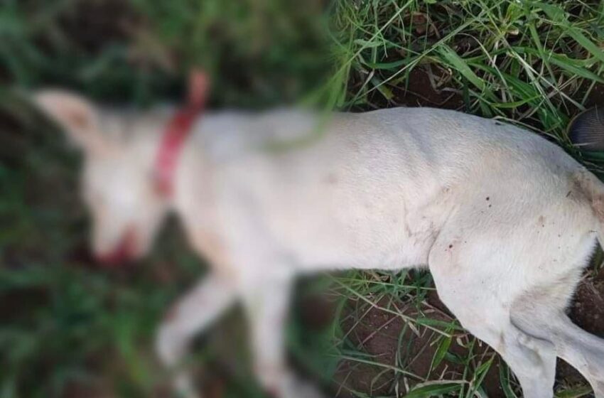  Em Pitanga, homem tenta atropelar mulher e mata cachorro   