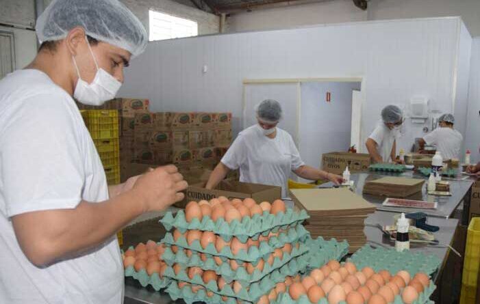  Produção de ovos caipiras ganha espaço no Vale do Ivaí