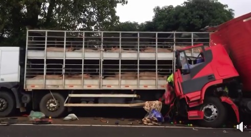  Acidente envolve caminhão carregado com porcos entre Cambira e Pirapó