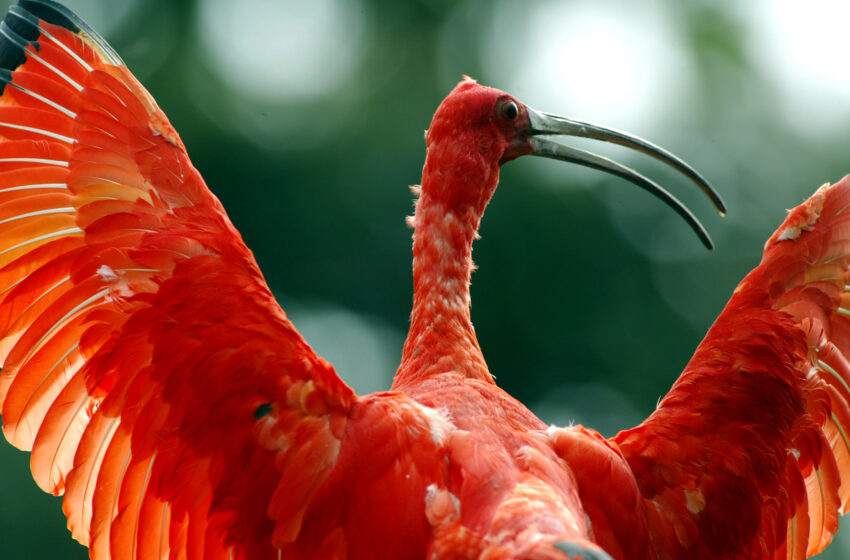  Governo do Paraná lança cartilhas de educação ambiental sobre fauna e turismo ecológico