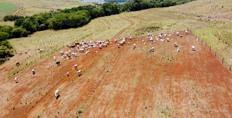  IATF Cocari beneficia manejo em propriedades de criação de bovinos e aumenta rentabilidade de cooperados