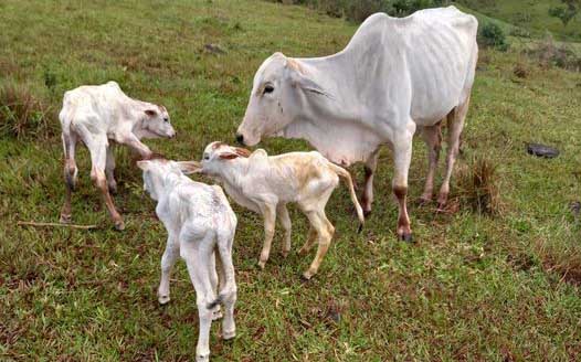  Vaca dá à luz a trigêmeos em Jardim Alegre