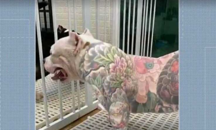  Tatuagens e piercings em animais são proibidos no Paraná