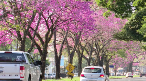  Florada de ipês deixa paisagem de Maringá mais colorida