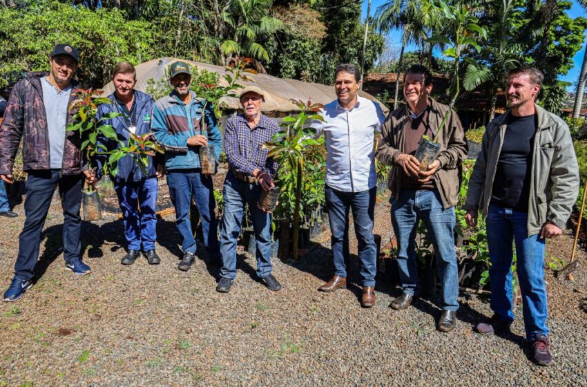  Programa Terra Forte distribui 2,1 mil mudas de abacate em Apucarana