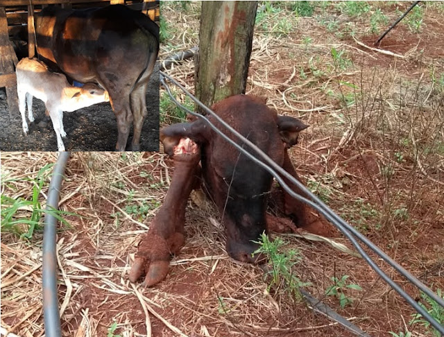  Ladrões matam vaca e levam só a carne em Cruzmaltina