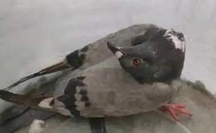  “Pombo exorcista”: doença viral deixa pescoço de aves retorcido