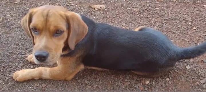 Cachorro desaparecido em Jardim Alegre