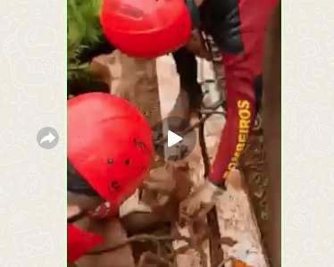  Corpo de Bombeiros de Ivaiporã resgata animal que caiu em fossa