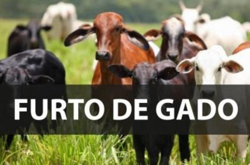  Quadrilha rouba cabeças de gado em Borrazópolis; família é feita refém