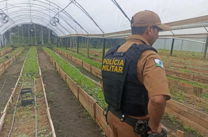 Após denúncia, Polícia Militar apreende mais de 700 pés de maconha em Guaratuba