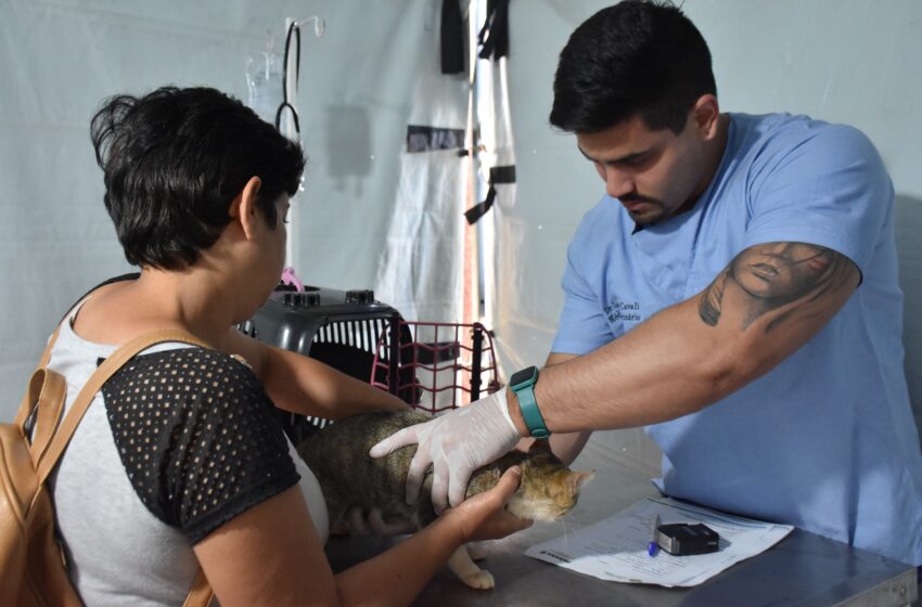  CastraPet realiza a esterilização de mais de 80 animais nos Distritos de Marilândia do Sul