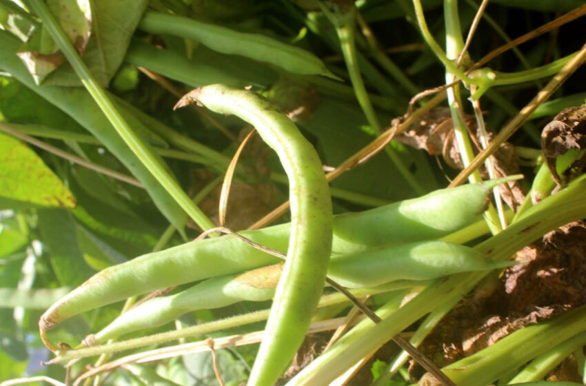  Nova cultivar de feijão desenvolvida pelo IDR-Paraná é destaque no Show Rural