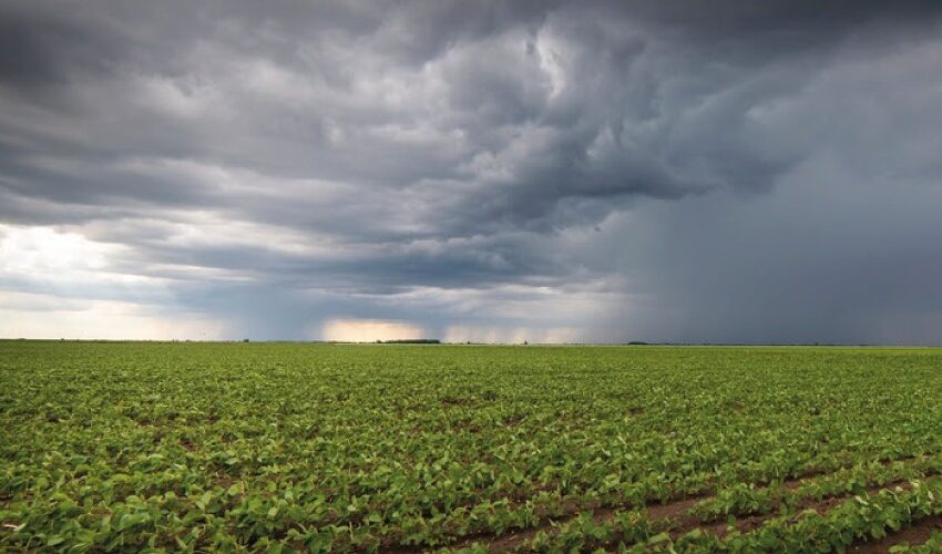  Colheita da soja sofre atraso em decorrência do excesso de chuvas