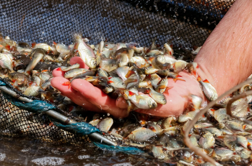  Apucarana anuncia aquisição de mais 600 mil alevinos para repovoamento de rios e lagos