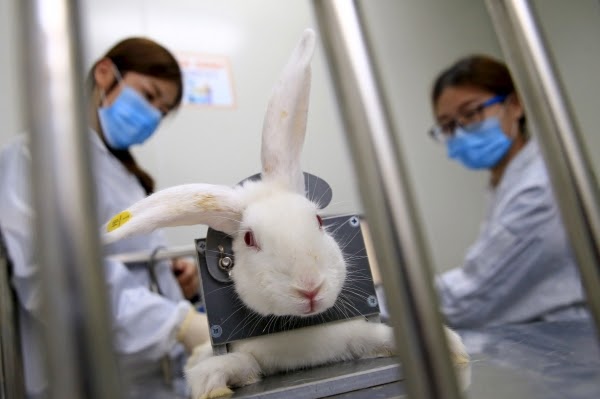  Animais não poderão mais ser usados em testes de cosméticos e higiene