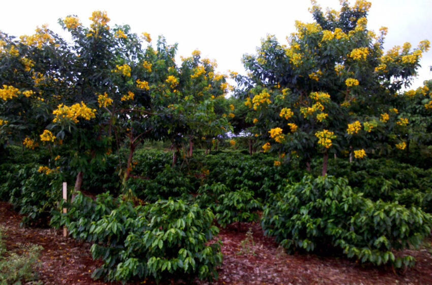  IDR-Paraná estuda quais espécies de árvores protegem melhor os cafezais de geadas